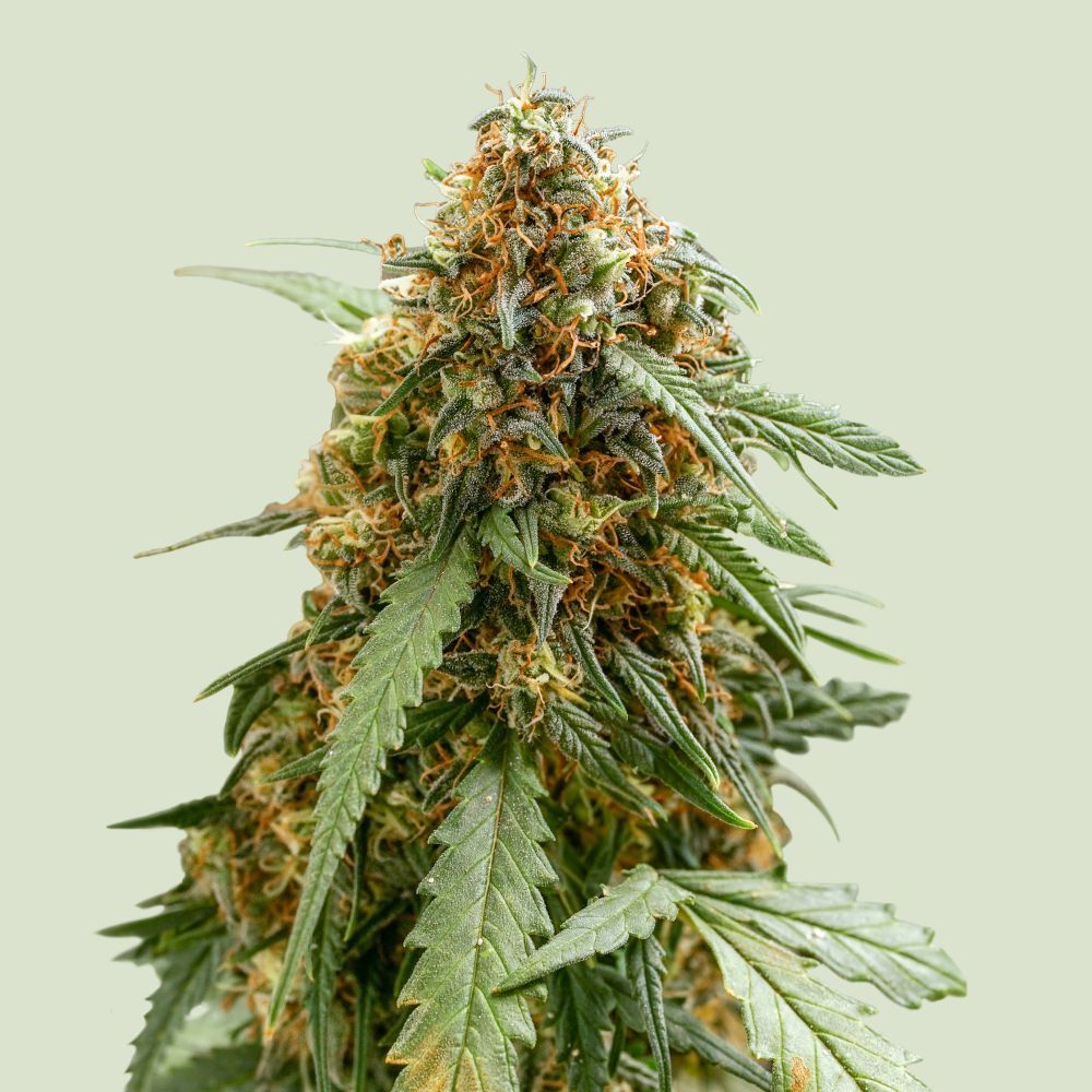 Sticky Queen Auto (Neu) Sticky Queen Auto (Neu)