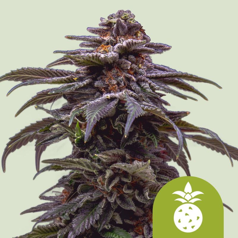 Tropicana Cookies Purple Auto (Neu) Tropicana Cookies Purple Auto (Neu)