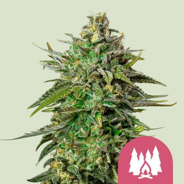 Larry OG (Neu)
