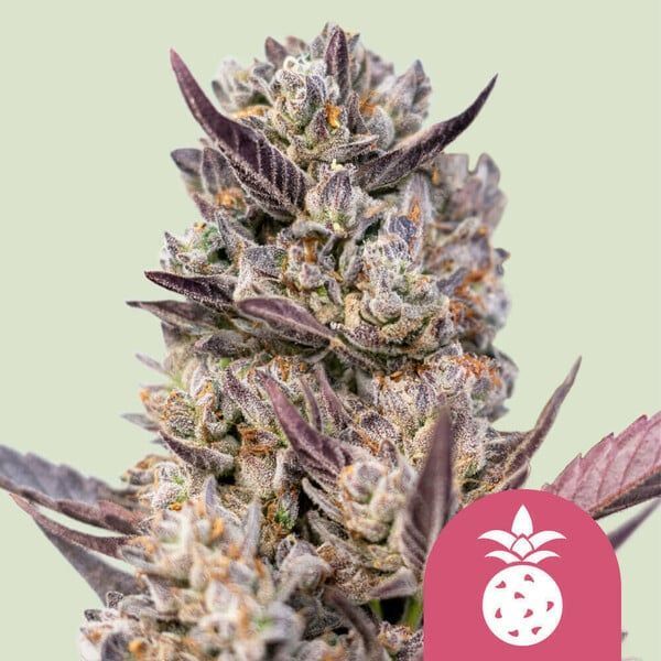 Tropicana Cookies Purple (Neu)