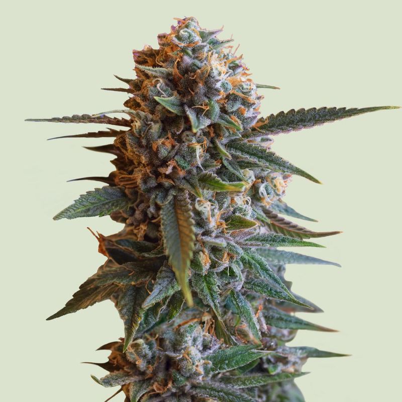 Mexican Rush (Neu)