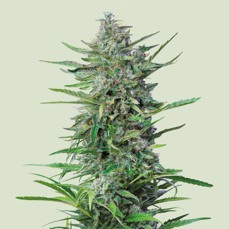 Purple Punch (Neu)