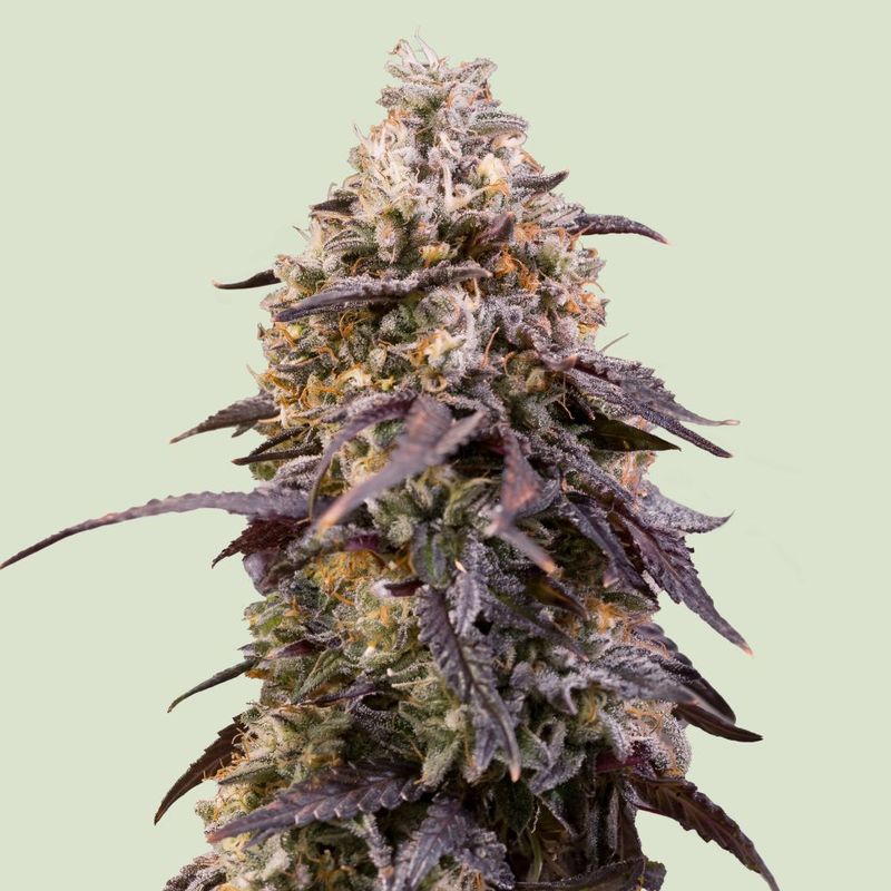Sticky Queen (Neu) Sticky Queen (Neu)