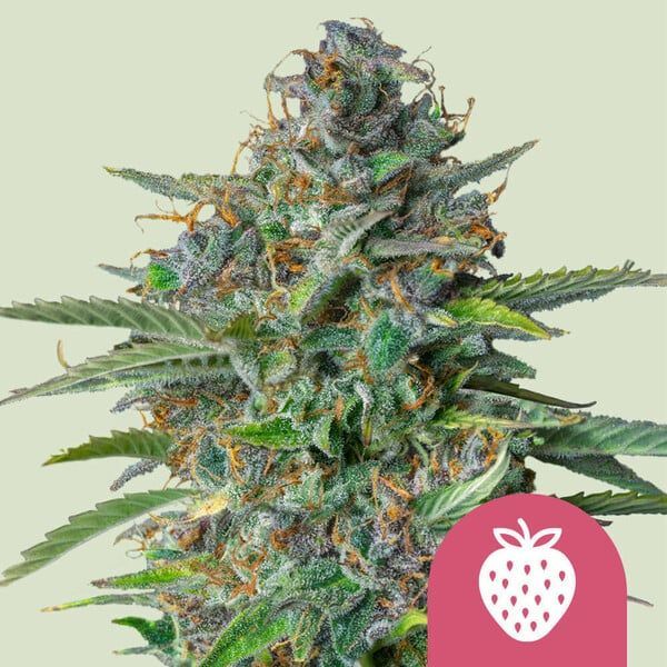 Strawberry Cough (Neu) Strawberry Cough (Neu)