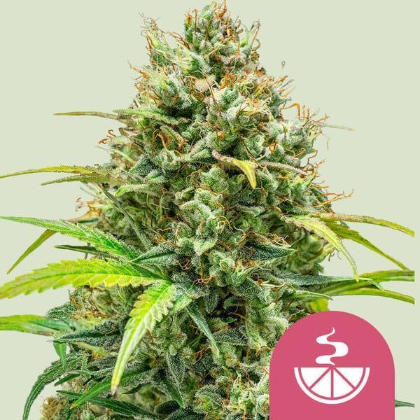 Lemon Skunk (Neu) Lemon Skunk (Neu)