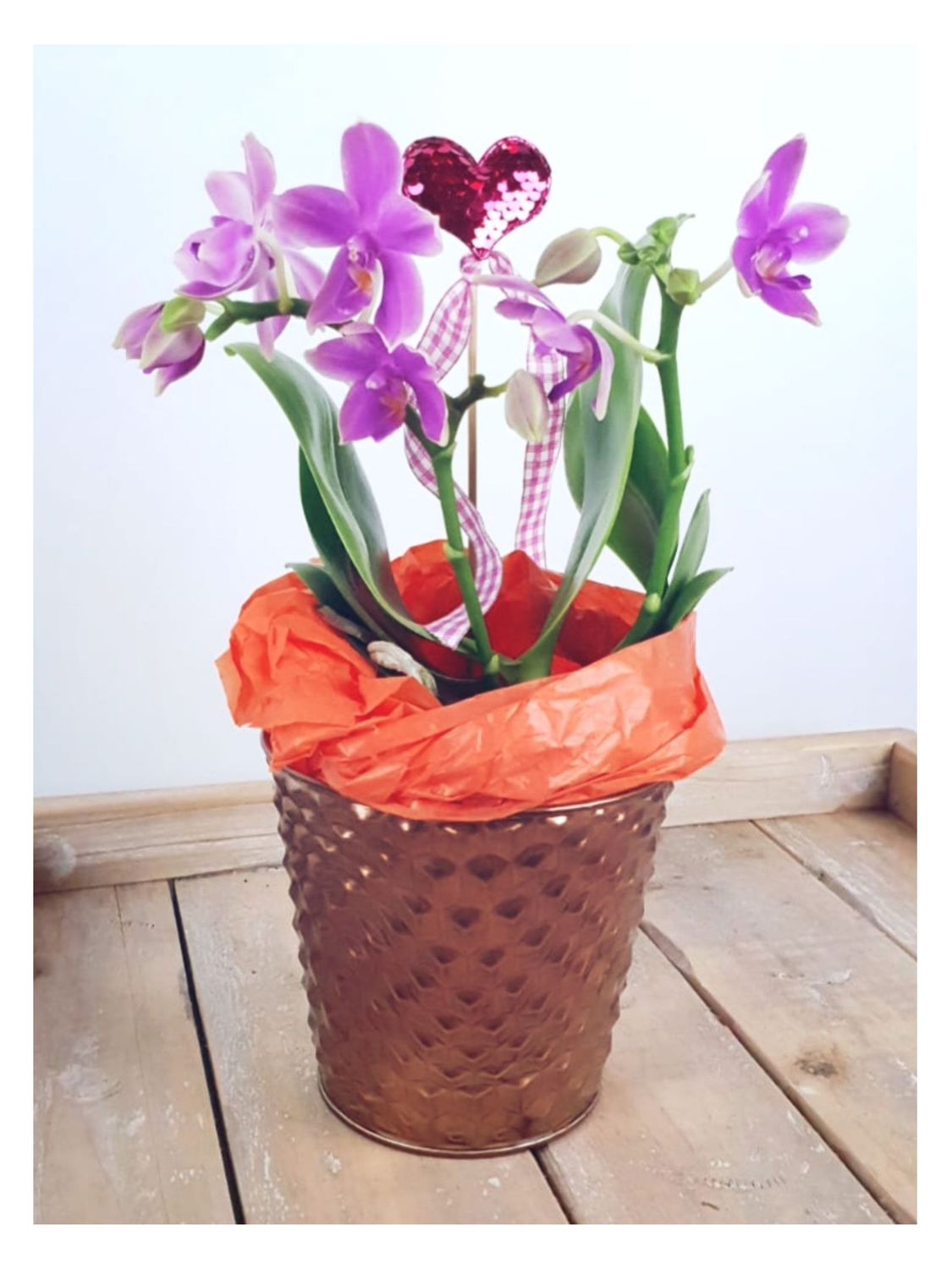 Orchidee im Topf mit passendem Übertopf