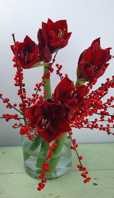 Amaryllis mit Beeren  locker gebunden