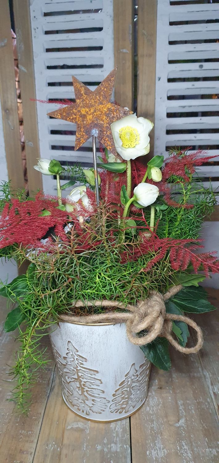 Christrose im Topf mit Winterlicher Deko