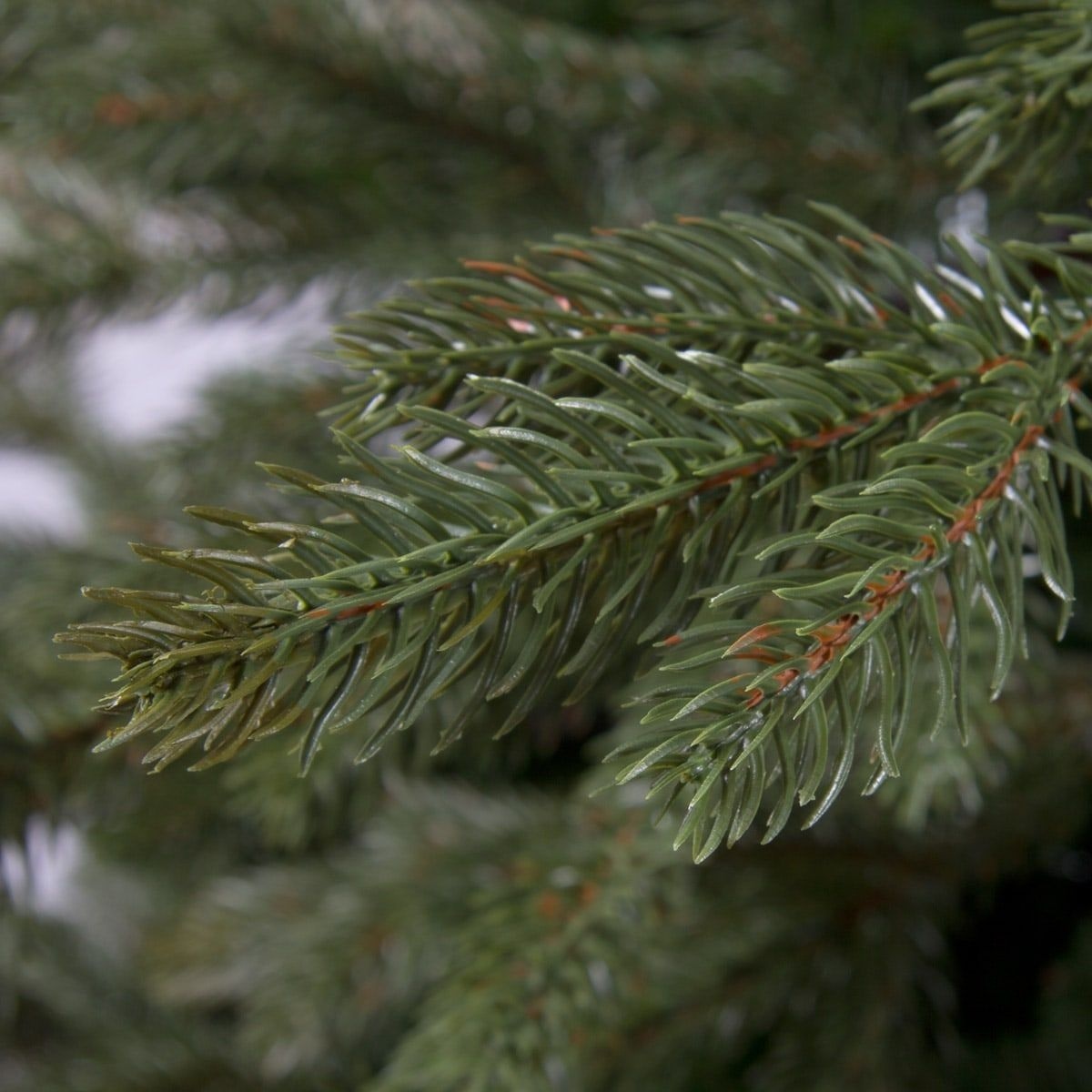 Royal Christmas Kunstkerstboom Spitsbergen Premium 240cm Royal Christmas Kunstkerstboom Spitsbergen Premium 240cm