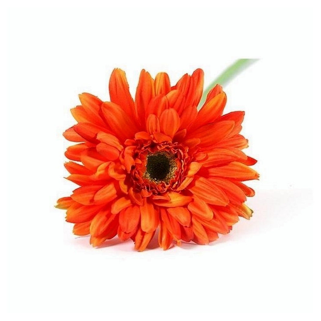Gerbera Leanne Oranje - 63 cm Gerbera Leanne Oranje - 63 cm