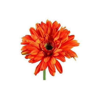 Gerbera Leanne Oranje - 63 cm 1085123