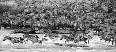 Glasschilderij Zebra's in water 160 x 80 cm 1092707