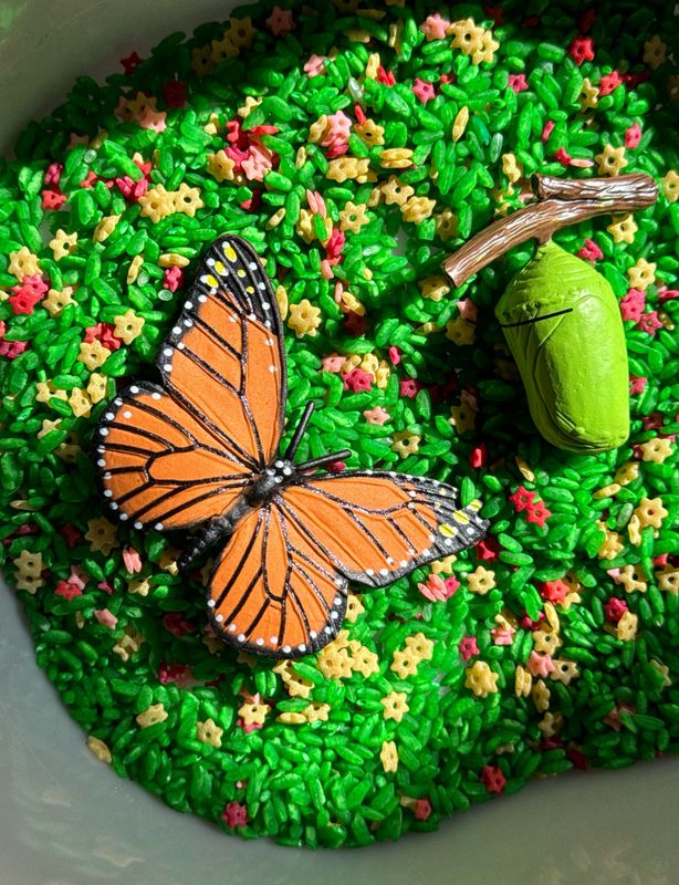 Κύκλος Ζωής Πεταλούδας Safari Ltd