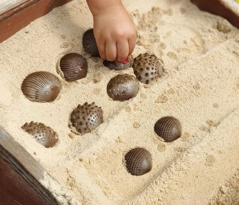 Αισθητηριακά Κοχύλια