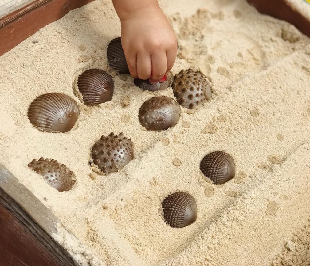 Αισθητηριακά Κοχύλια