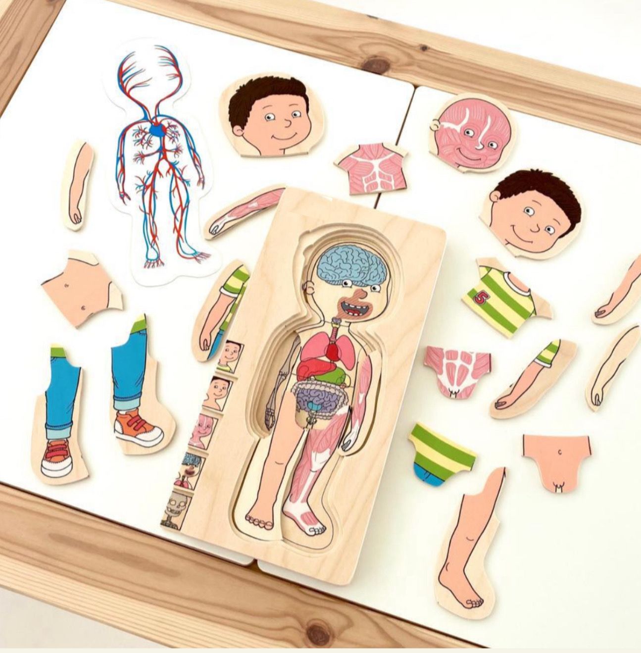 παζλ ανατομίας ενός αγοριού, η ανατομία του αγοριού σχηματίζεται σε μορφή παζλ σε επίπεδα