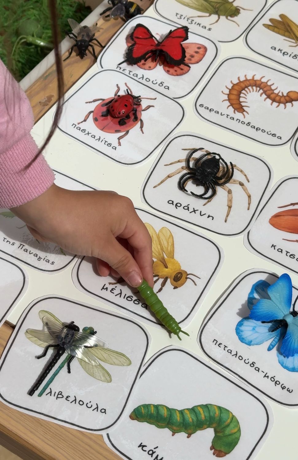 Κάρτες Αντιστοίχισης Εντόμων Safari Ltd