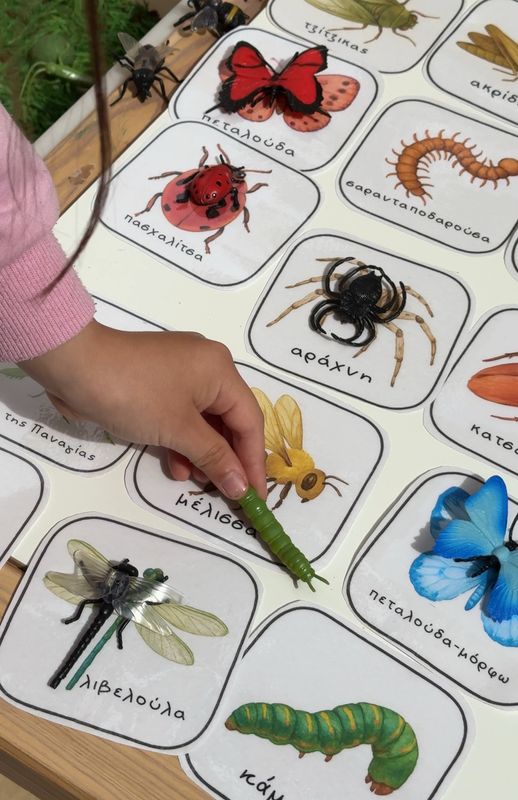 Κάρτες Αντιστοίχισης Εντόμων Safari Ltd