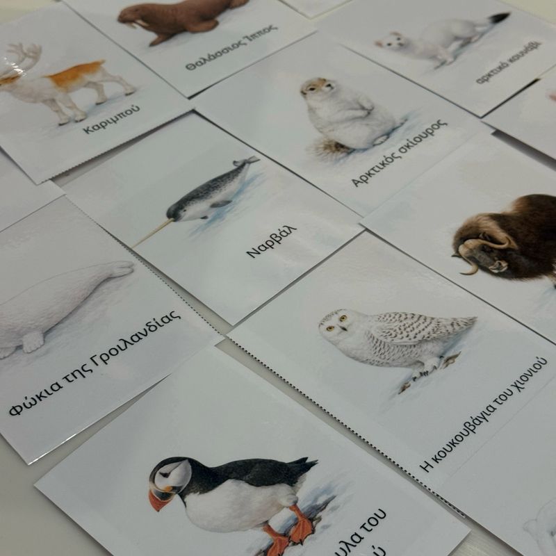 Κάρτες Ζωάκια Της Αρκτικής