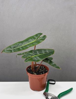 Philodendron Billietiae - 4 inch