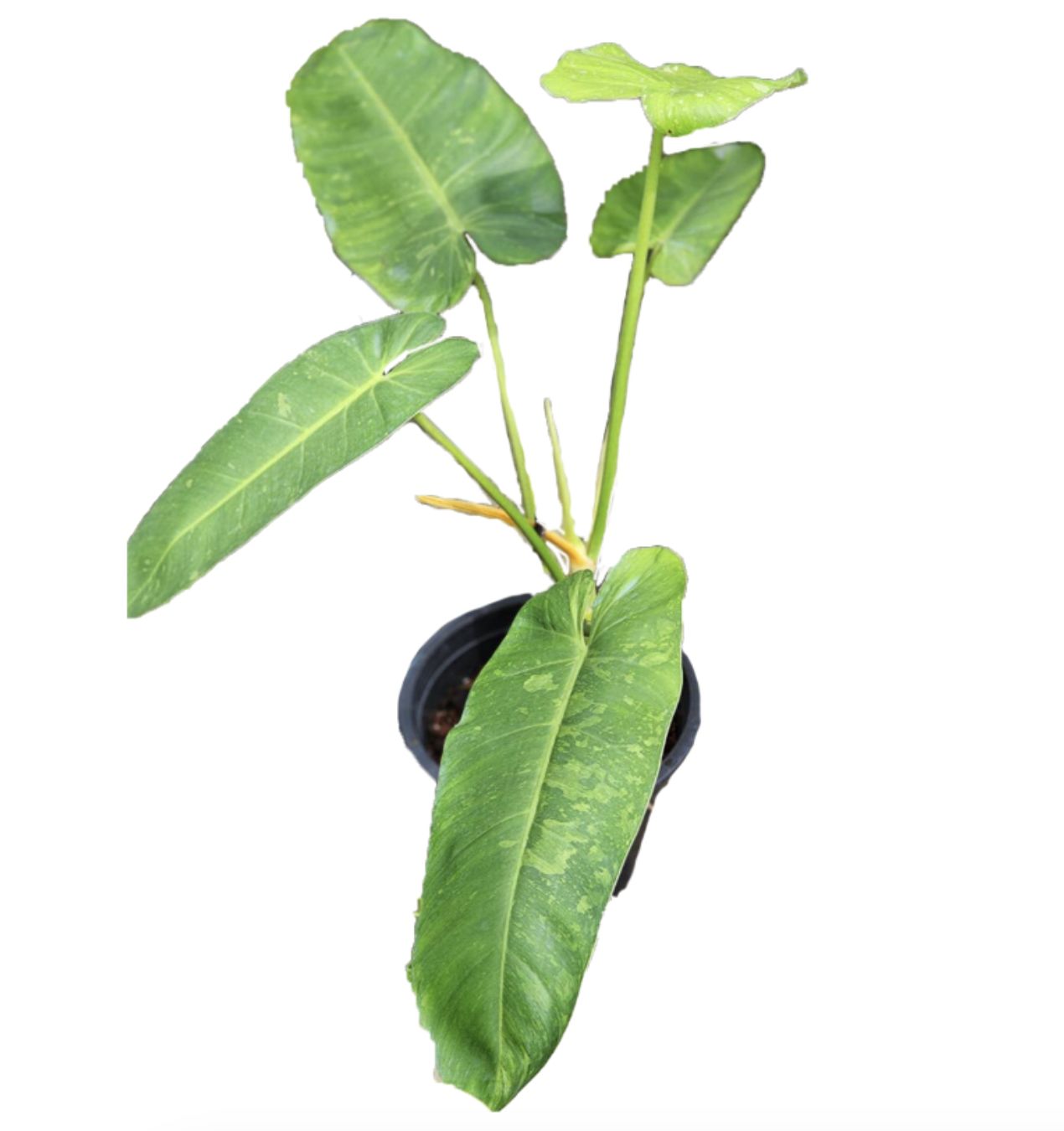 Philodendron Jose Buono