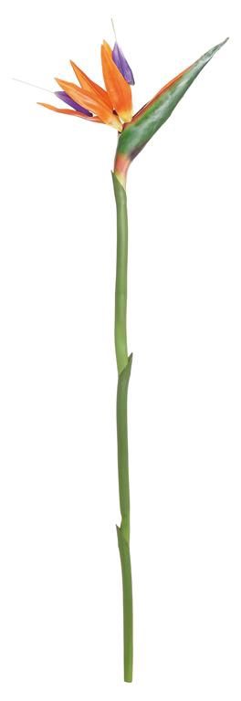 Bird Of Paradise Bloom 32"