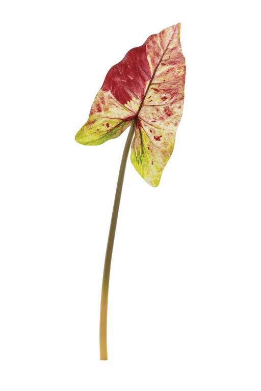 Angel Wing Leaf Crimson 37.5"