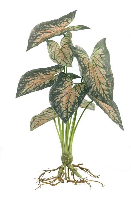 Angel Wing Caladium Plant 16" Pink and Green