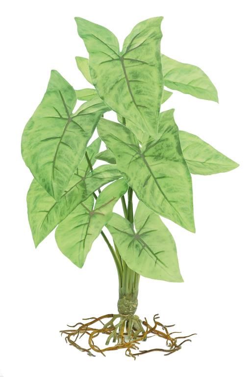 Angel Wing Caladium Plant 16" Gr