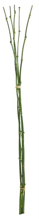 Bamboo Bundle Green 36&quot;