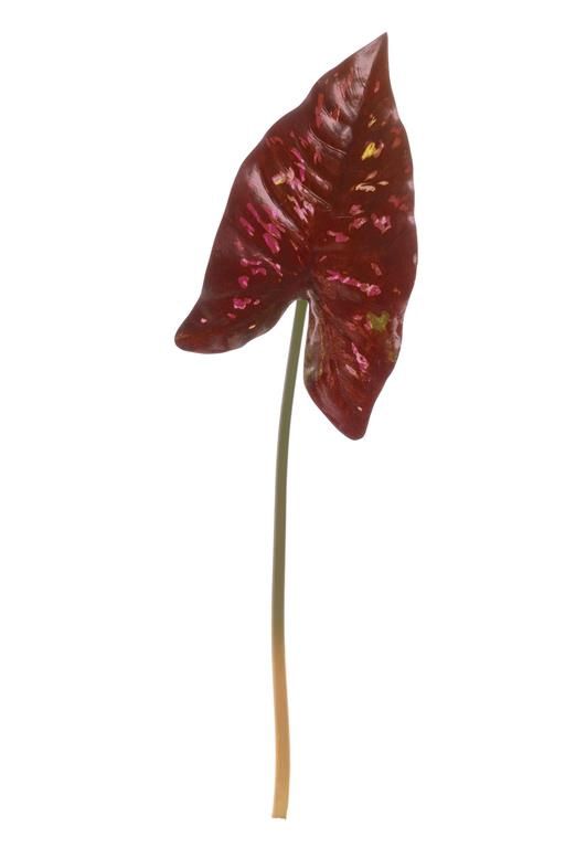 Angel Wing Leaf 37.5&quot; Oxblood