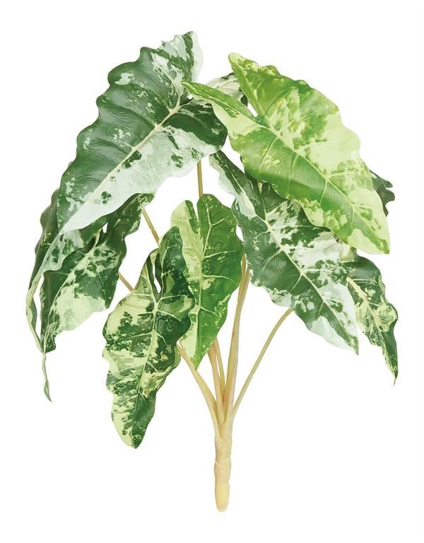 Colocasia Bush 18&quot; Variegated
