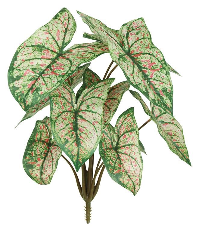 Caladium Bush 15&quot; Green/Cream/Pink