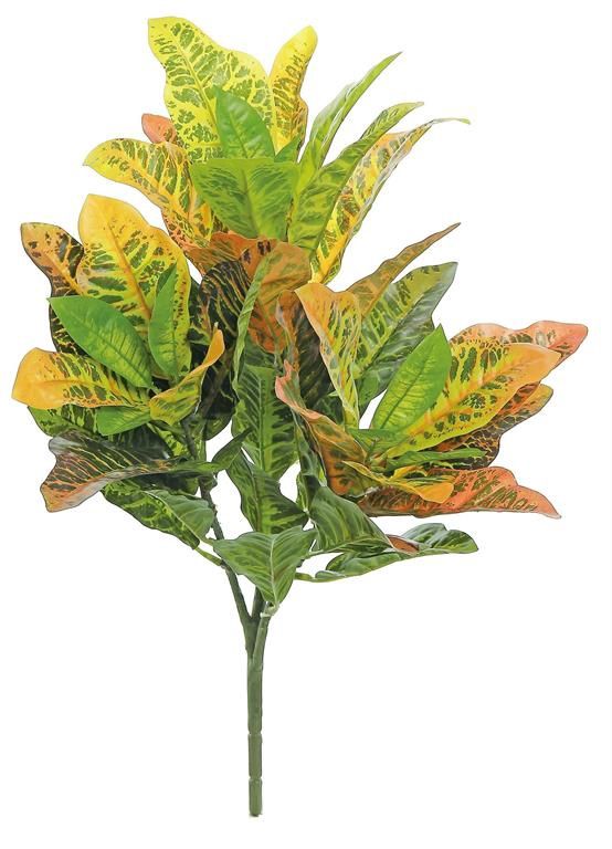 Croton Plant 22&quot;