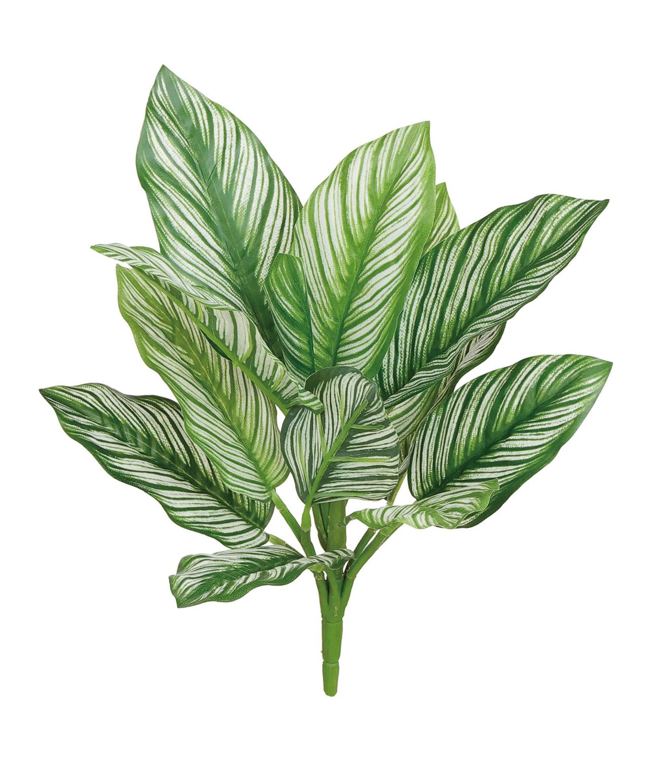 Calathea Plant Small 11&quot; Natural Touch