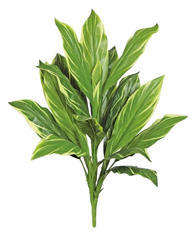 Cordyline Plant 2.5' Variegated