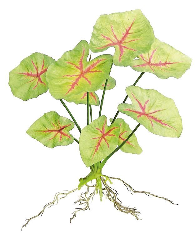Caladium Plant 20" Green/Red