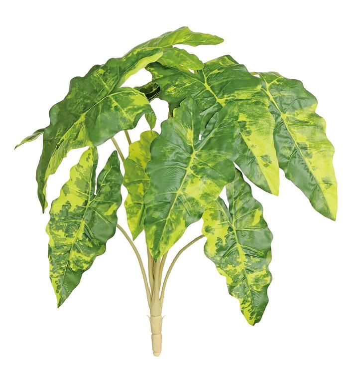 Colocasia Bush 18&quot; Green &amp; Yellow