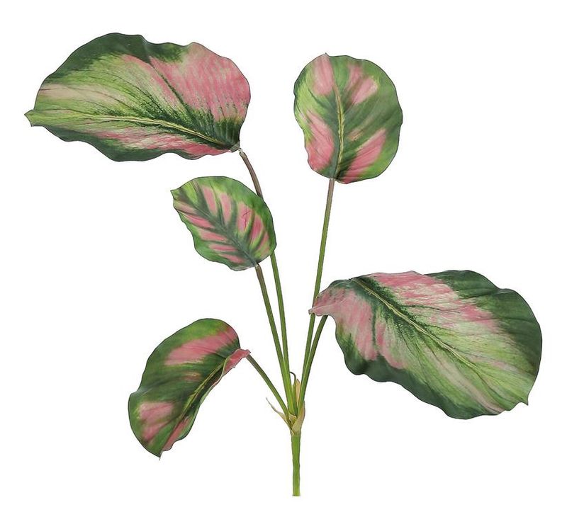 Calathea Plant Small 25" Green &amp; Pink