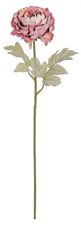 Dried Peony Stem, Rose Pink 27&quot;