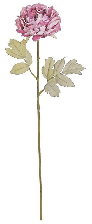 Dried Peony Stem, Light Lavender