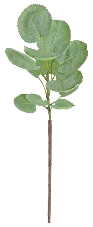 Galax Leaf 18&quot; Stem, Sage