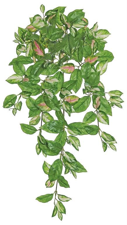 Hoya Bush/Vine 31&quot; Green/Pink