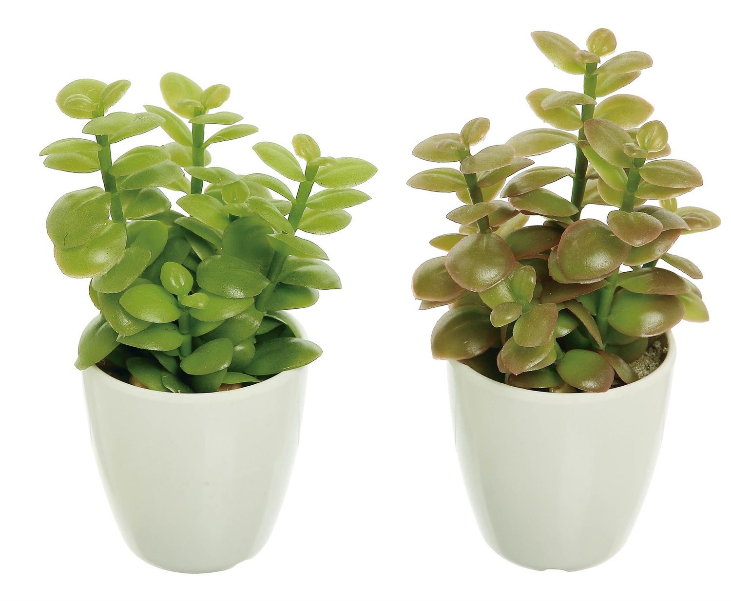 Jade Plant In Pot 7&quot; Assort Color
