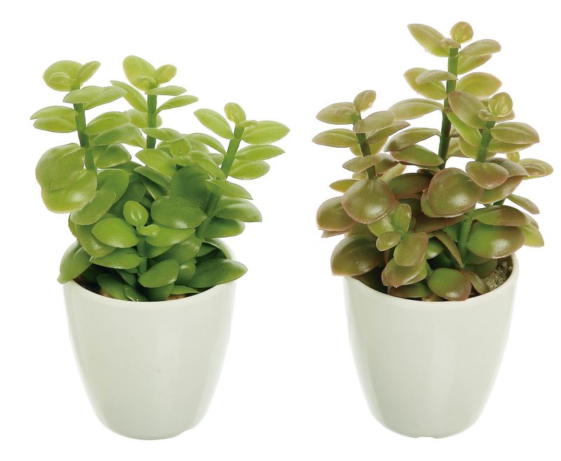 Jade Plant In Pot 7" Assort Color