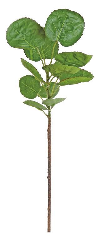 Galax Leaf 18" Stem, Green