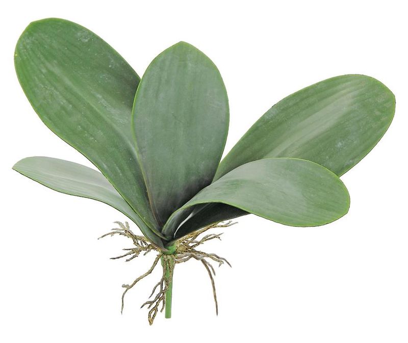 Orchid Leaf 12"H X17"W, Green