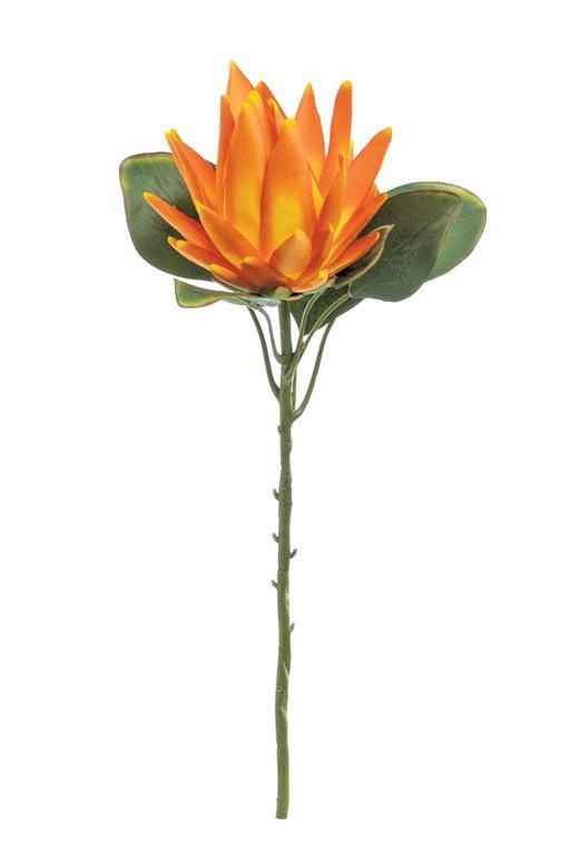 Protea 22&quot; Stem, Orange &amp; Yellow