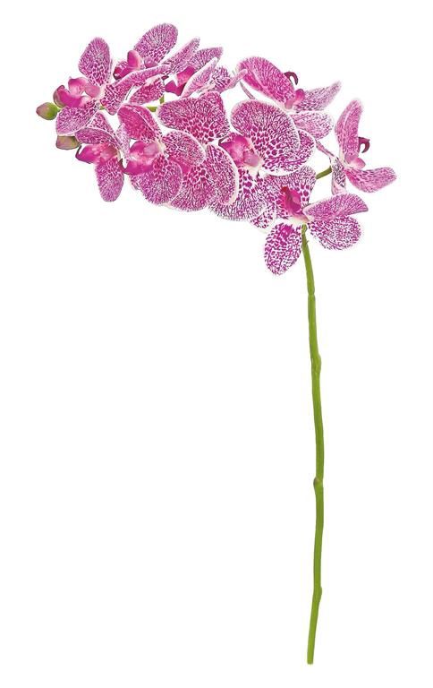 Orchid Natural Touch 21&quot; Stem, Magenta &amp; White