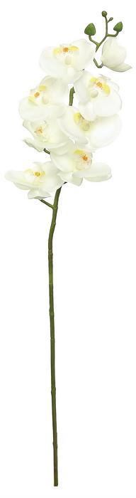Orchid 25&quot; Bloom, Cream